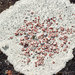 Bloodspot Lichens - Photo (c) Samuel Brinker, some rights reserved (CC BY-NC), uploaded by Samuel Brinker