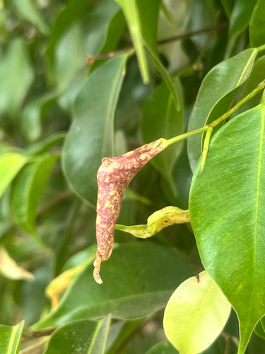 Gynaikothrips observed 2026-10-27