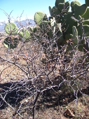 Mimosa aculeaticarpa biuncifera