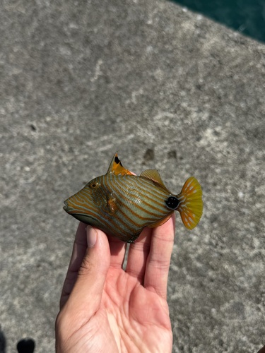 Balistapus undulatus observed 2026-10-27
