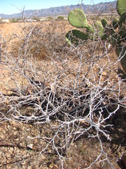 Mimosa aculeaticarpa biuncifera