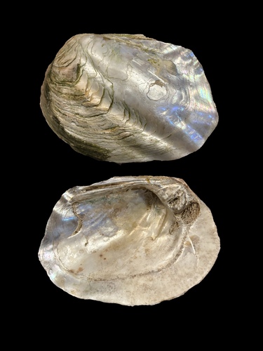 Amblema plicata plicata observed 2026-10-27