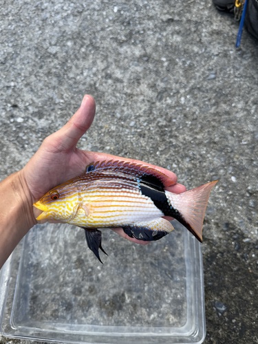 Bodianus observed 2026-10-27