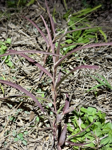 Swanflower (Aristolochia erecta)