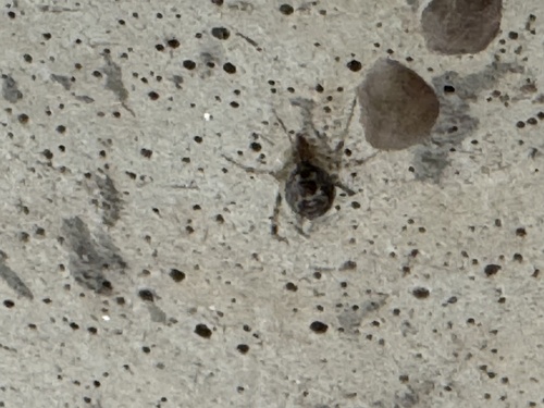 Theridion observed 2026-10-27