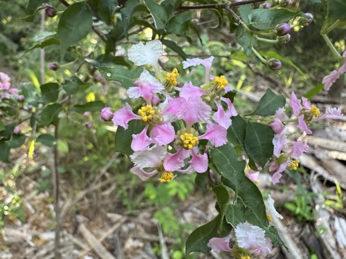 Malpighia glabra observed 2026-10-21