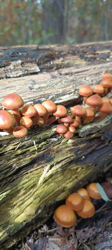 Kuehneromyces mutabilis observed 2026-10-27