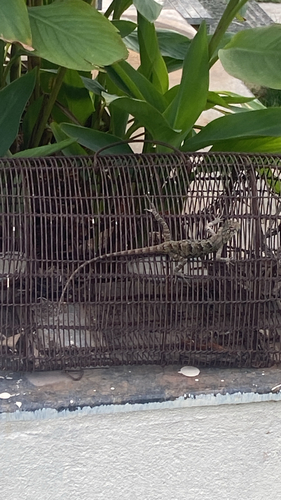 Calotes versicolor observed 2026-10-27