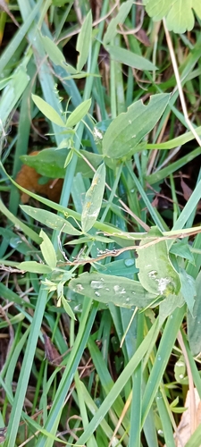 Lathyrus pratensis observed 2026-10-27