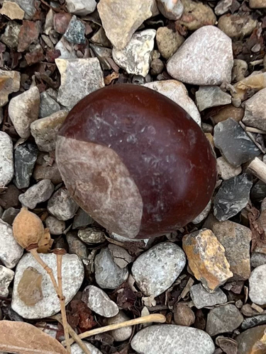 Aesculus hippocastanum observed 2026-10-27
