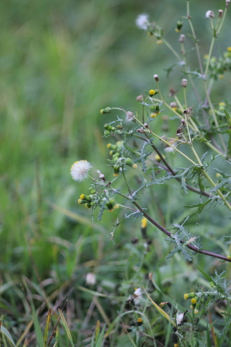 Senecio vulgaris observed 2026-10-27