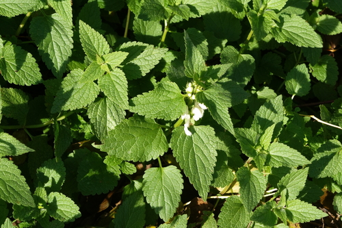 Lamium album observed 2026-10-26