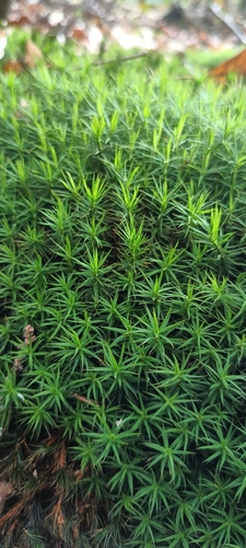 Polytrichum commune observed 2026-10-27