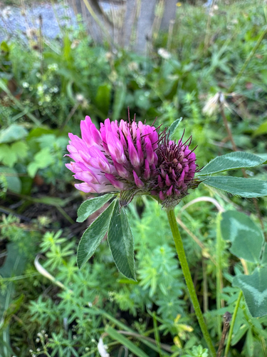 Trifolium pratense observed 2026-10-27