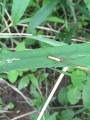 Tetragnatha straminea