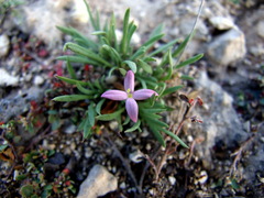 Houstonia rubra
