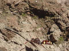 Nomada gracilis