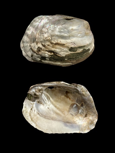 Amblema plicata plicata observed 2026-10-27
