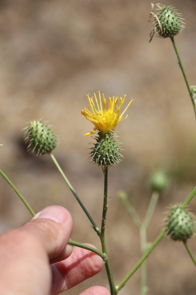Arctium refractum