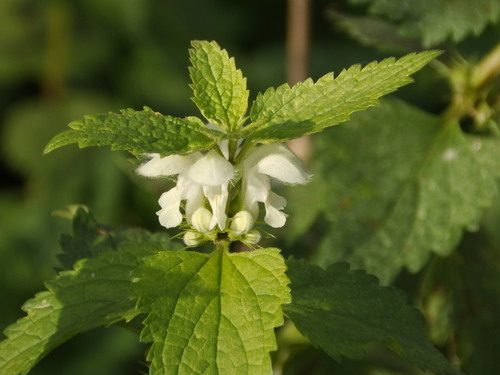 Lamium album observed 2026-10-27