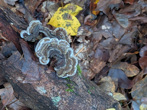 Auricularia mesenterica observed 2026-10-27