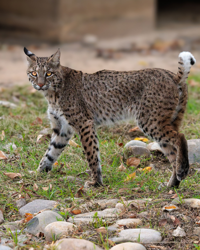 Lynx rufus, 2026-10-26