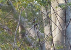 Microhierax fringillarius