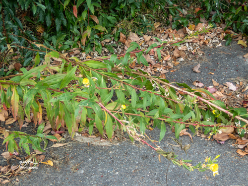 Oenothera parviflora, 2026-10-10