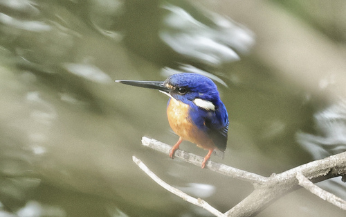 Ceyx azureus observed 2026-10-27