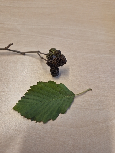 Alnus, 2026-10-27