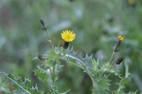 Sonchus oleraceus observed 2026-10-27