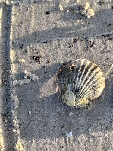 Pecten observed 2026-10-27
