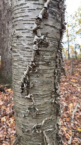 Betula alleghaniensis, 2026-10-26