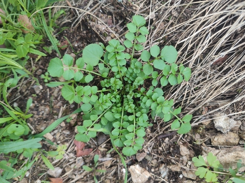 Cardamine hirsuta observed 2026-10-24