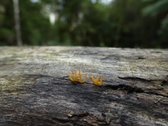 Calocera guepinioides
