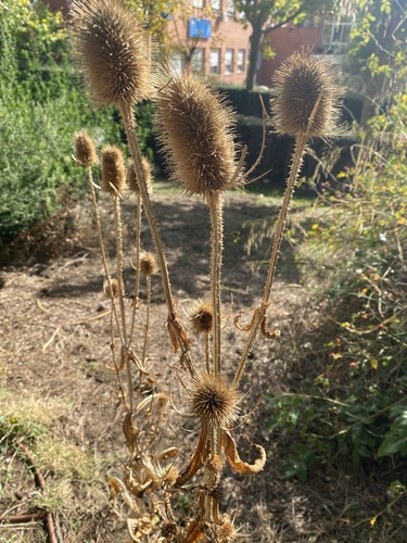 Dipsacus fullonum observed 2026-10-27
