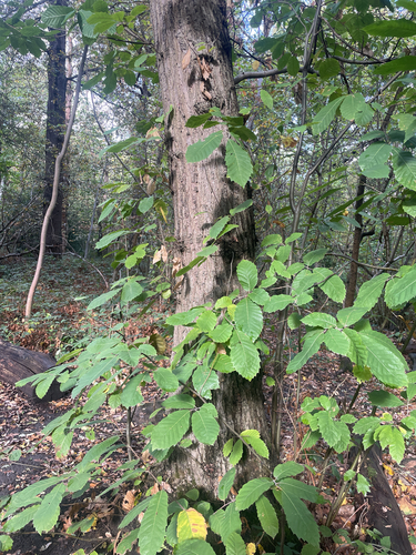 Castanea observed 2026-10-27