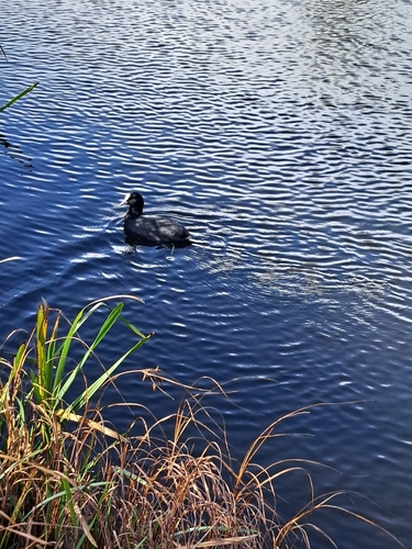 Fulica atra, 2026-10-27