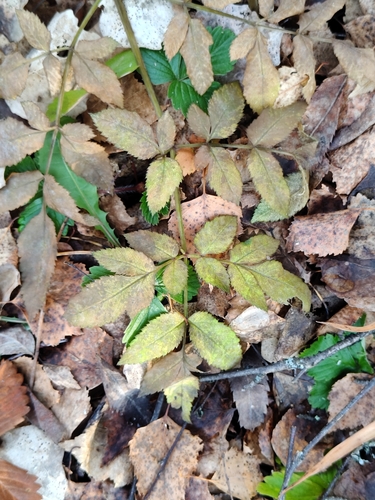 Angelica sylvestris observed 2026-10-25