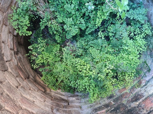Adiantum capillus-veneris observed 2026-10-26