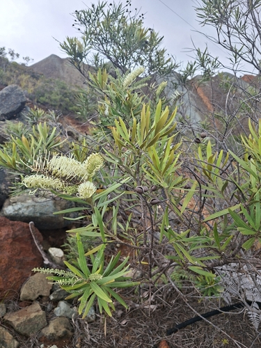 Grevillea exul observed 2026-10-25