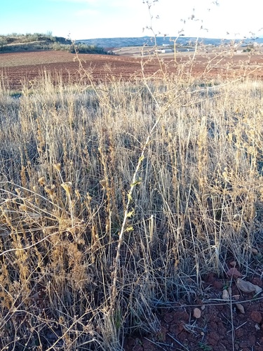 Lactuca sativa observed 2026-10-25