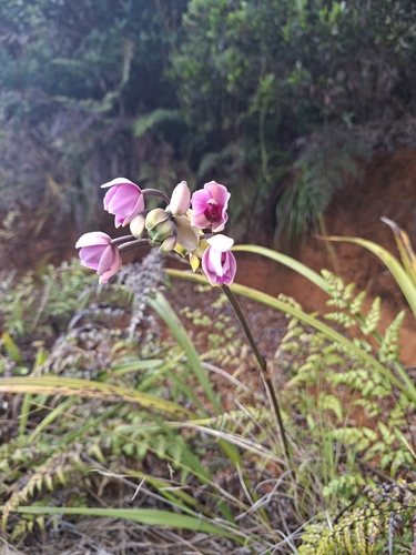 Spathoglottis plicata observed 2026-10-25