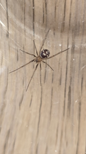 Steatoda grossa, 2026-10-27