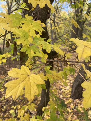 Acer campestre, 2026-10-27