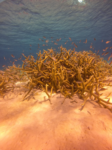 Acropora observed 2026-10-26