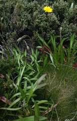 Microseris lanceolata