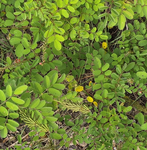 Indigofera hirsuta observed 2026-10-25