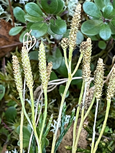 Diphasiastrum complanatum observed 2026-10-26