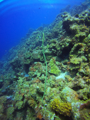Stichopathes observed 2026-10-26